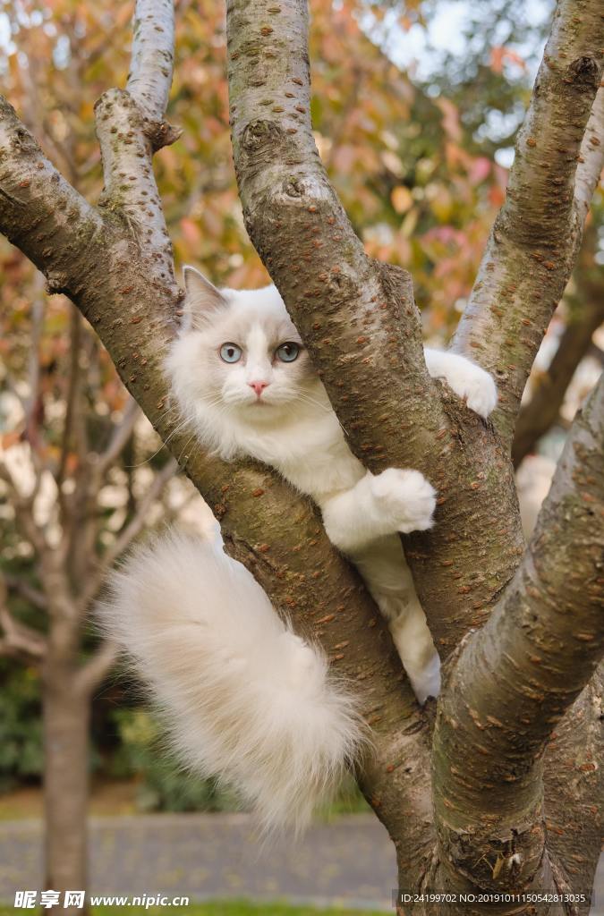 猫