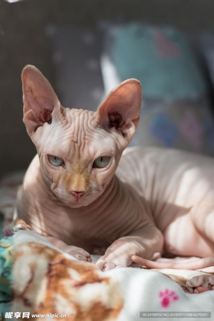 猫