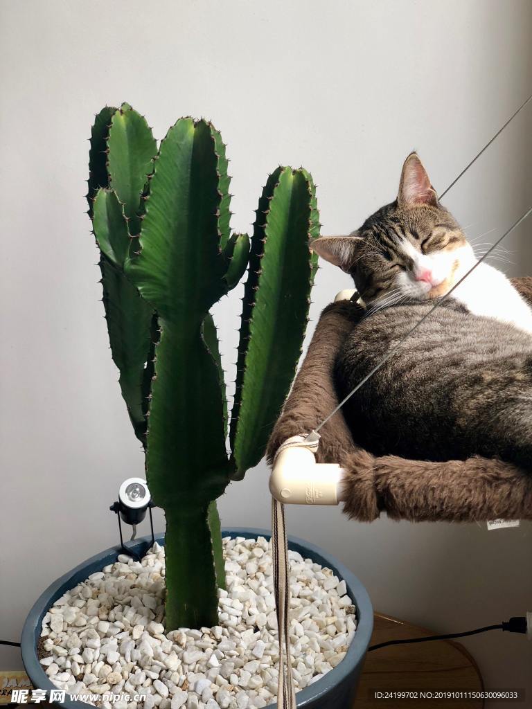 猫
