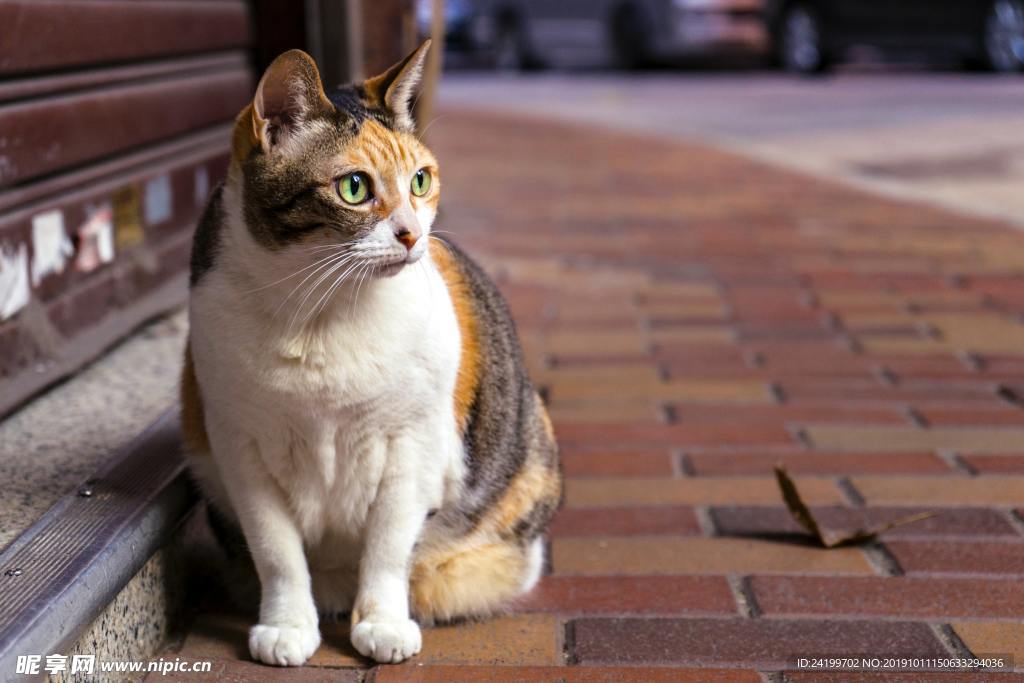 猫