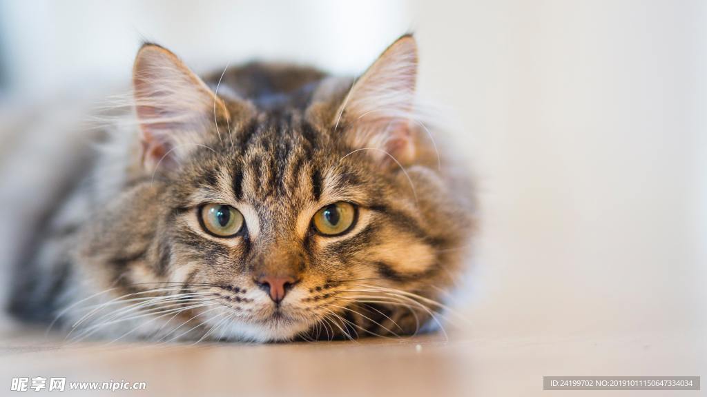 猫