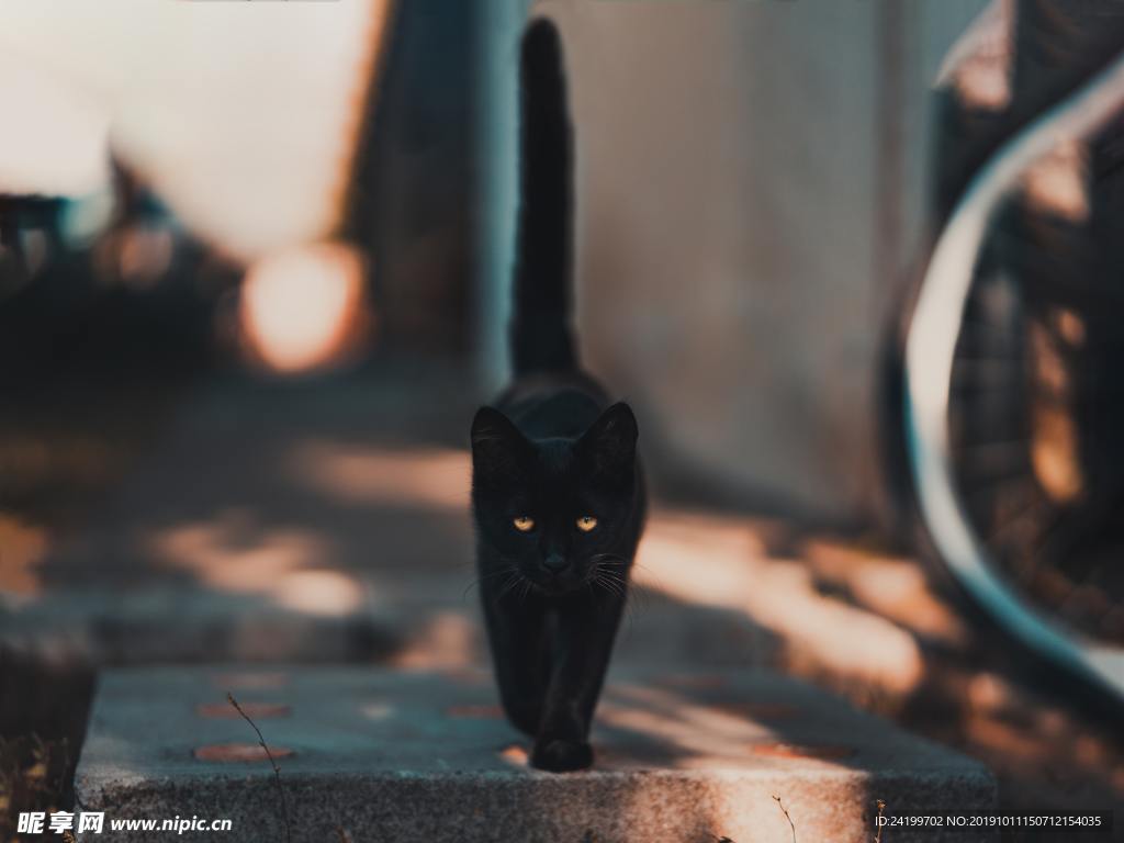 猫