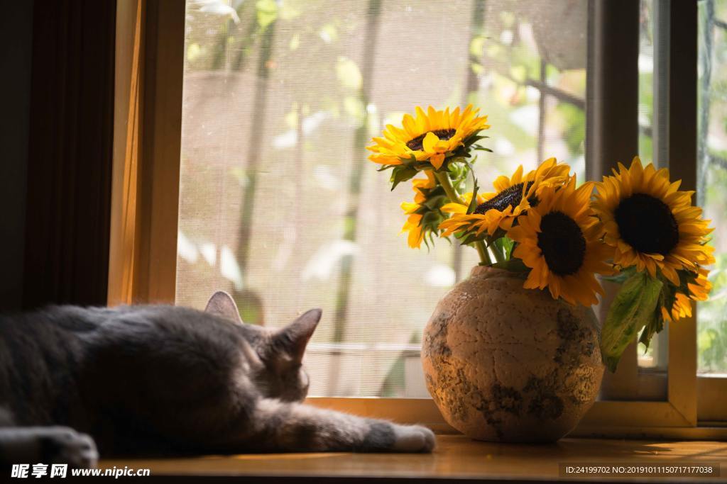 猫