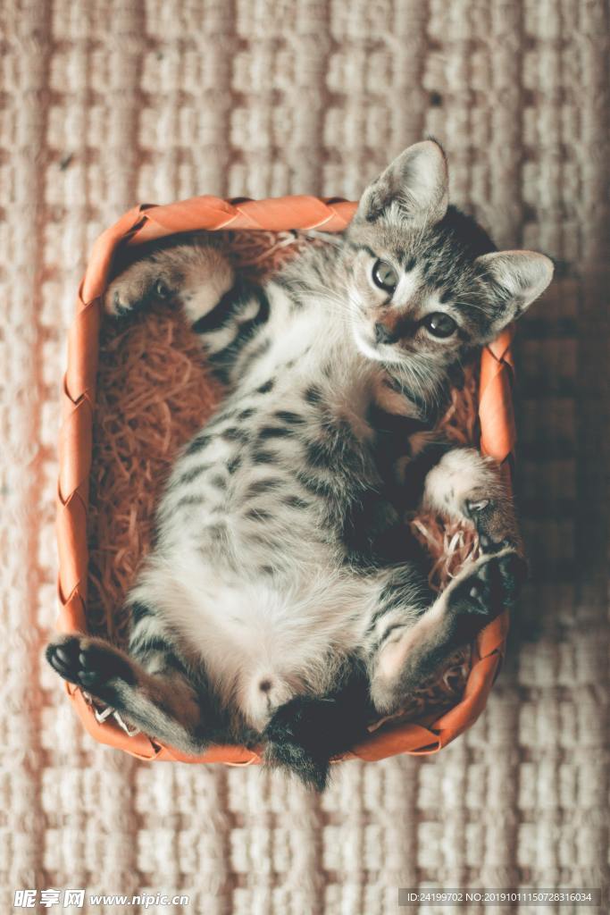 猫