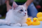 猫