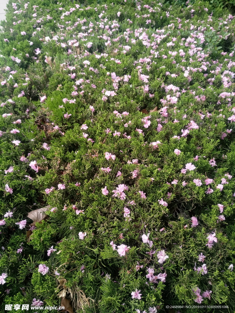 落花