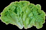 生菜