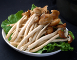 菌茶树菇