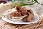茶树菇
