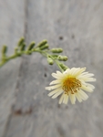 翅果菊