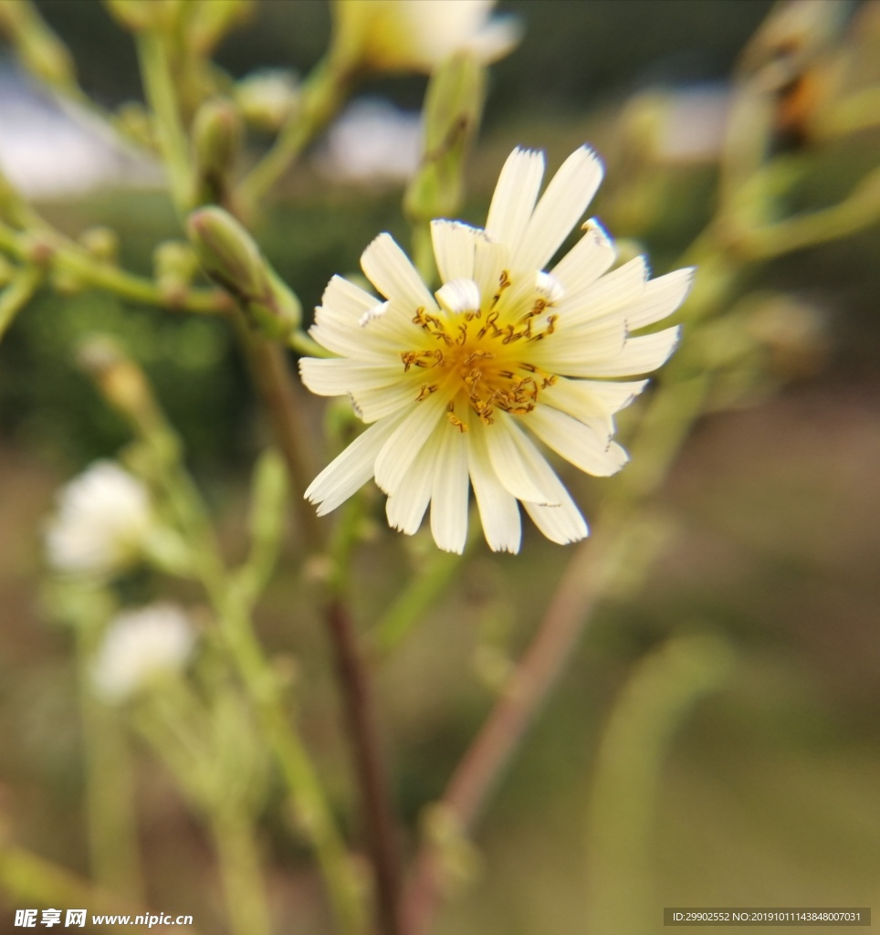 翅果菊