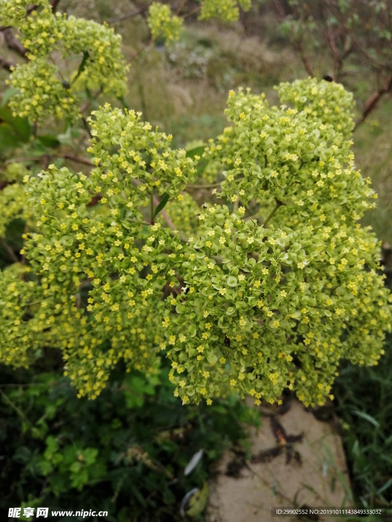 少蕊败酱