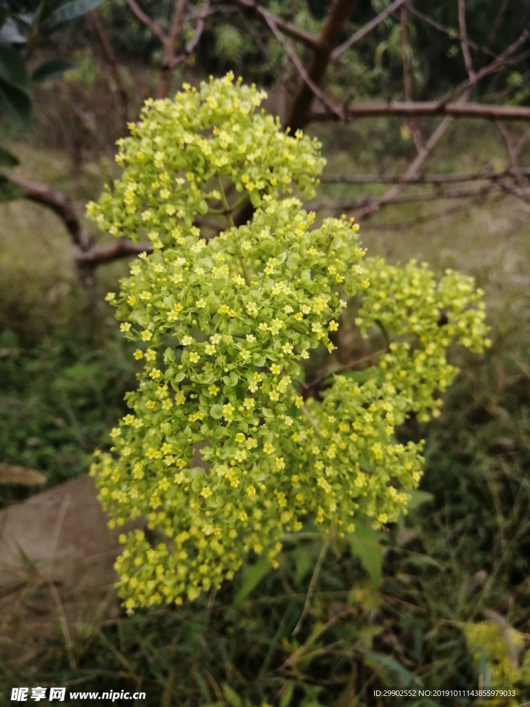 少蕊败酱