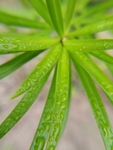 树叶