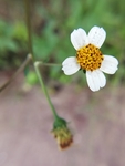 小花