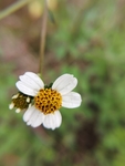 小花