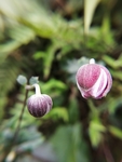 野花