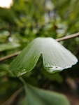 银杏