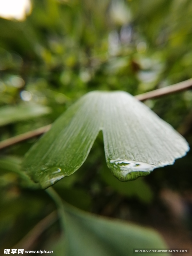 银杏