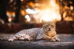 小猫