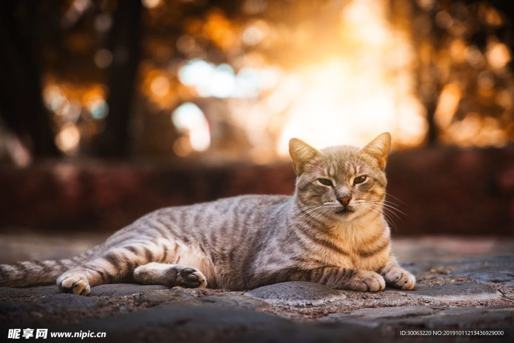 小猫