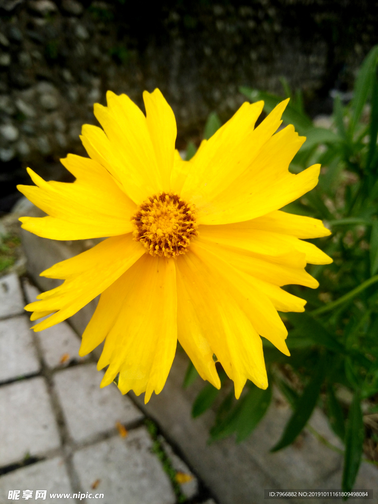 黄色的花
