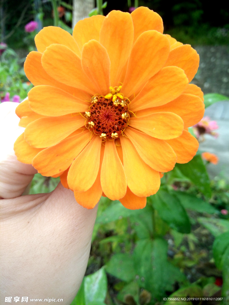 橘黄色的花