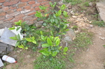 野生植物