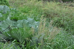 野草