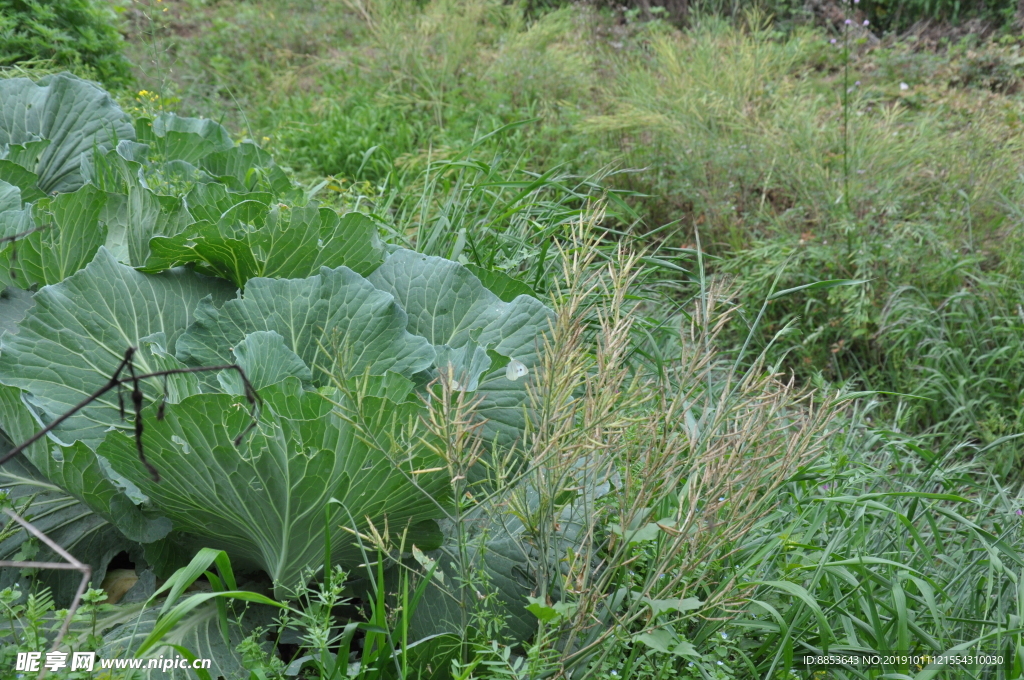 野草