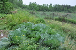 野菜
