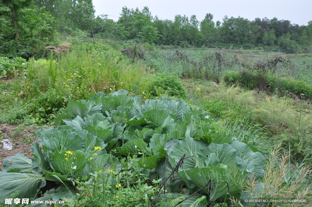 野菜