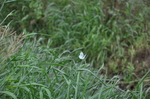 田野