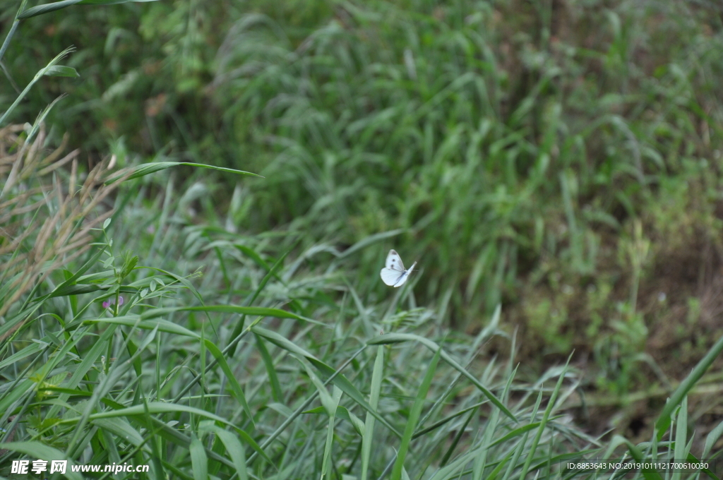 田野