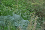 野菜