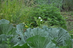野草