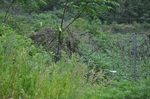 野草