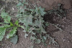 野菜