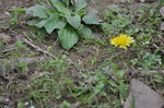 野花