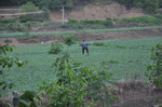 田野
