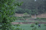 田野