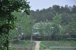 田野