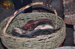 鳝鱼