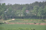 田野