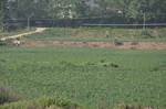 田野
