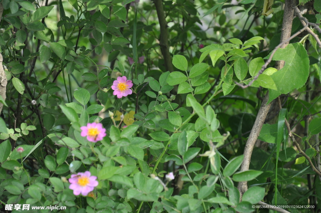 花