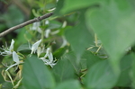 野花