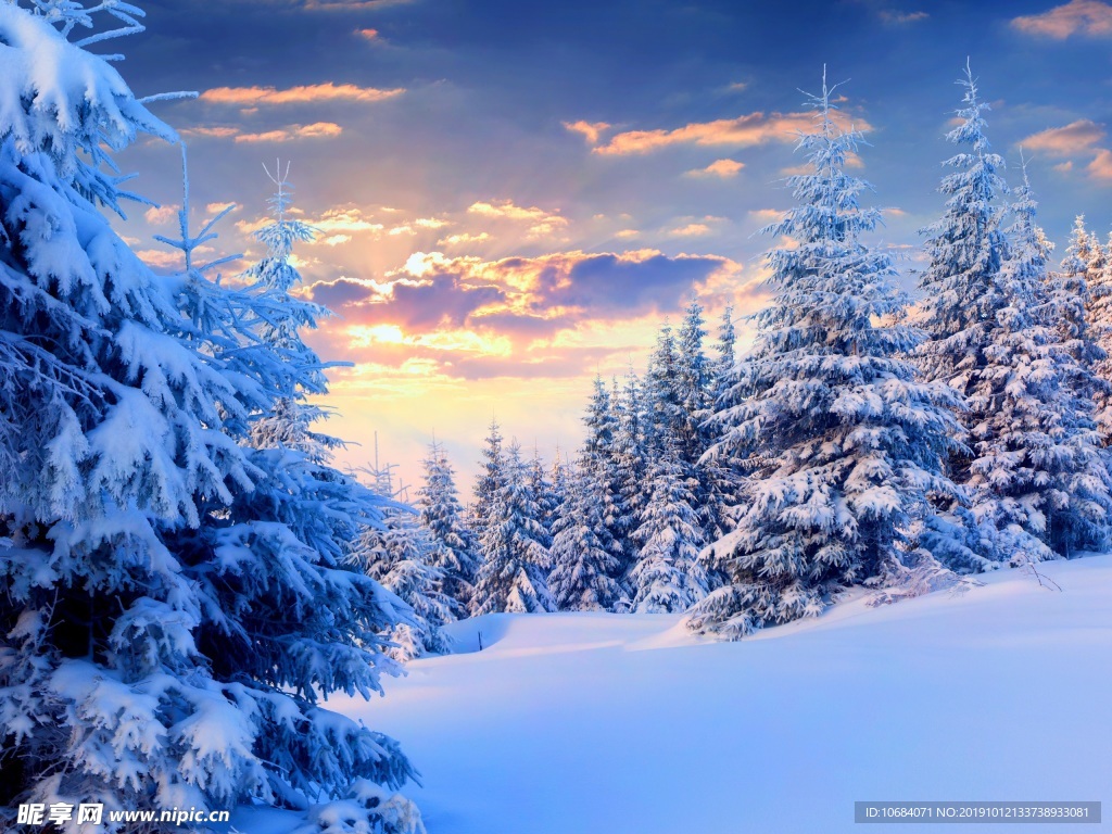 矢量冬季树林雪花背景