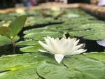 高清池中白色荷叶睡莲