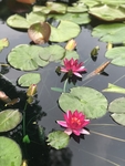 高清红色池中荷叶睡莲